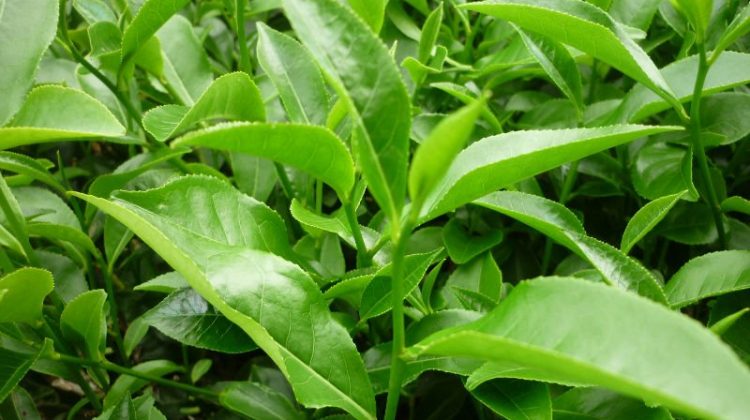 Sử dụng lá trà xanh chữa viêm âm đạo