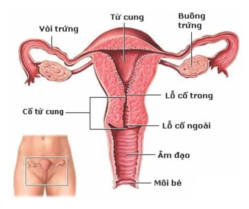 Viêm phần phụ và ung thư cổ tử cung