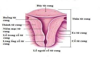 Tìm hiểu cấu tạo của tử cung